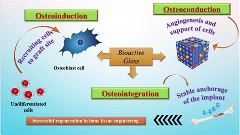  Osteoconduction: De Toekomst van Botregeneratie met Osteografte?