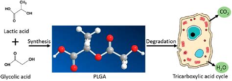  Lactide-Co-Glycolide: Revolutionizing Biodegradable Medical Implants and Drug Delivery Systems?